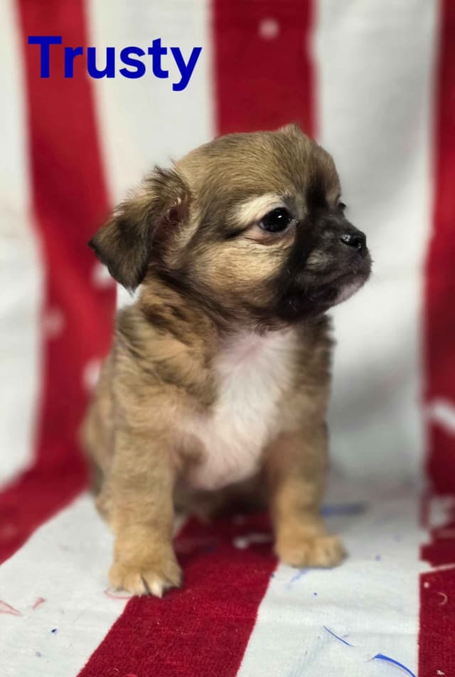 Chihuahua Puppies media 9