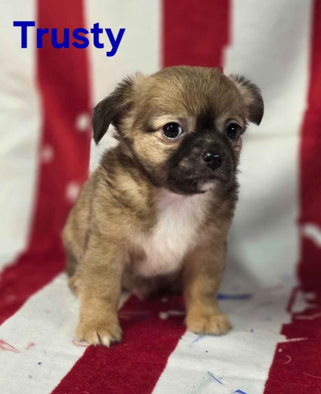 Chihuahua Puppies media 10