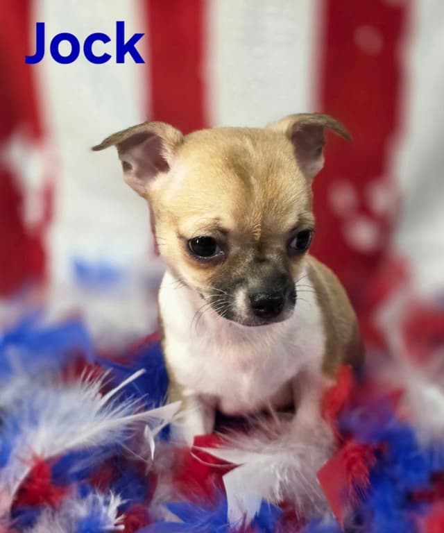 Chihuahua Puppies media 13