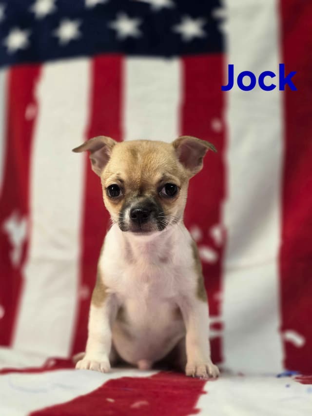 Chihuahua Puppies media 15