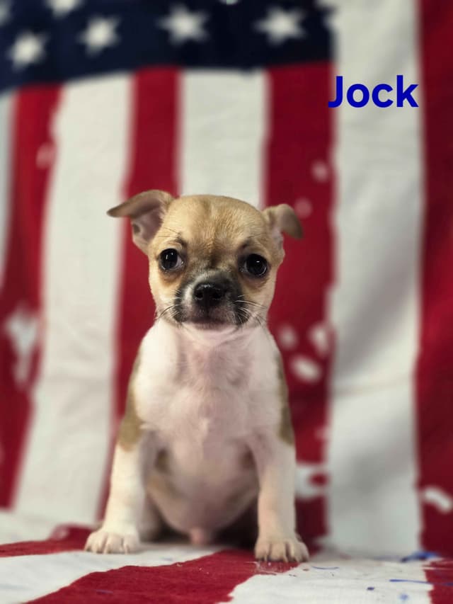 Chihuahua Puppies media 22