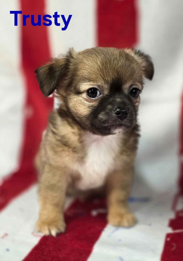 Chihuahua Puppies media 8