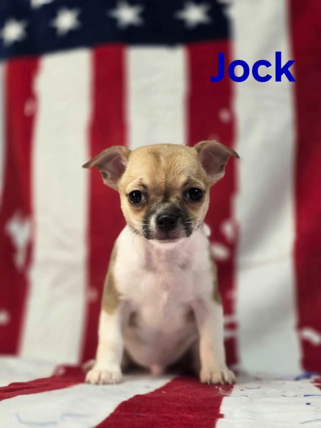 Chihuahua Puppies media 16