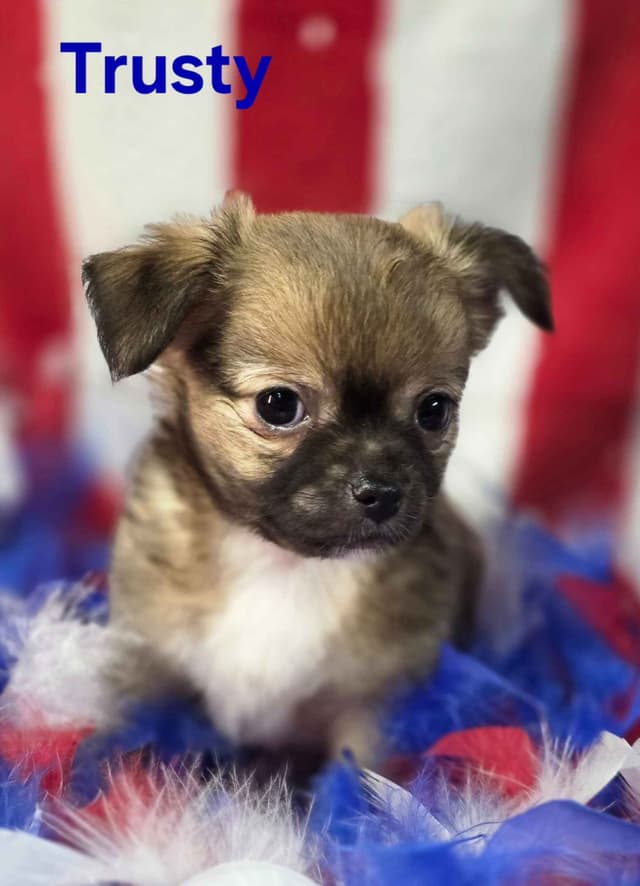 Chihuahua Puppies media 23