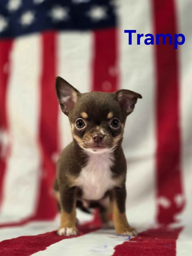 Chihuahua Puppies media 21