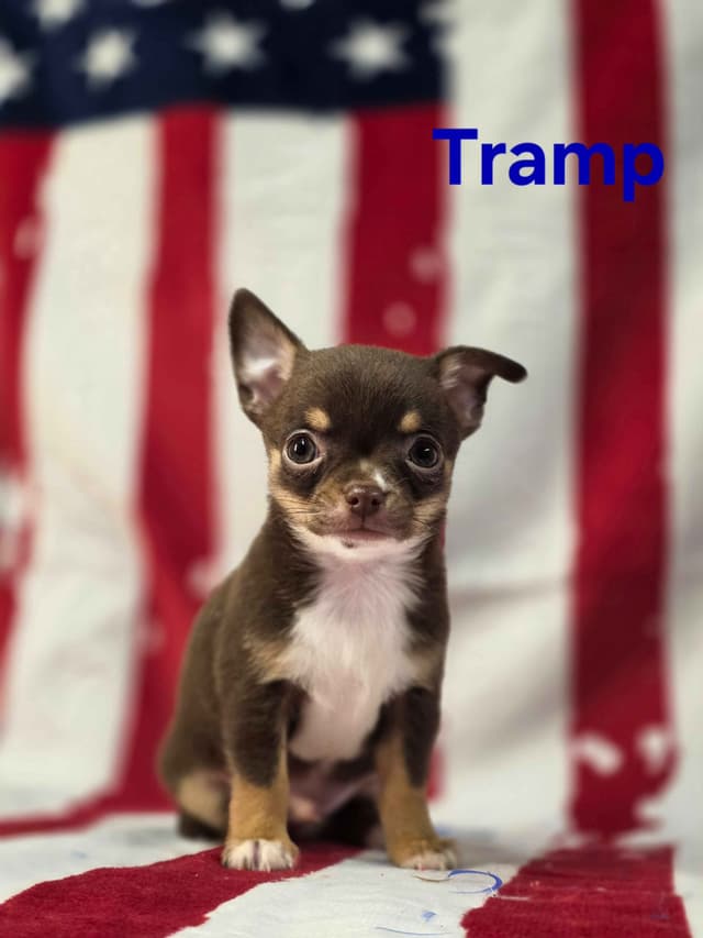 Chihuahua Puppies media 18