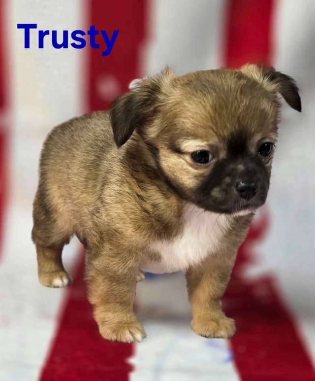 Chihuahua Puppies media 12