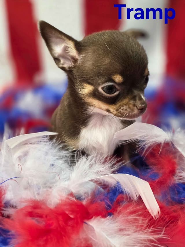 Chihuahua Puppies media 24