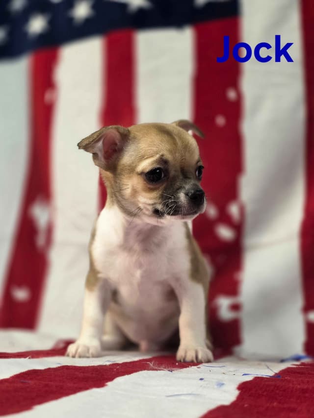 Chihuahua Puppies media 20