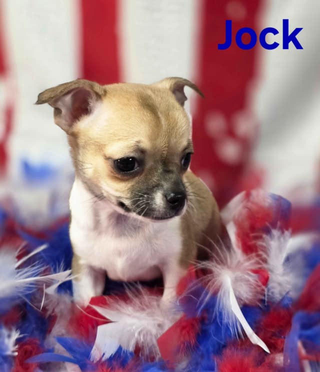 Chihuahua Puppies media 17