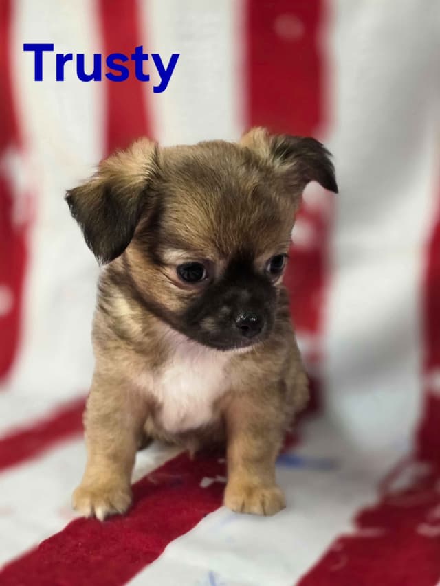 Chihuahua Puppies media 30