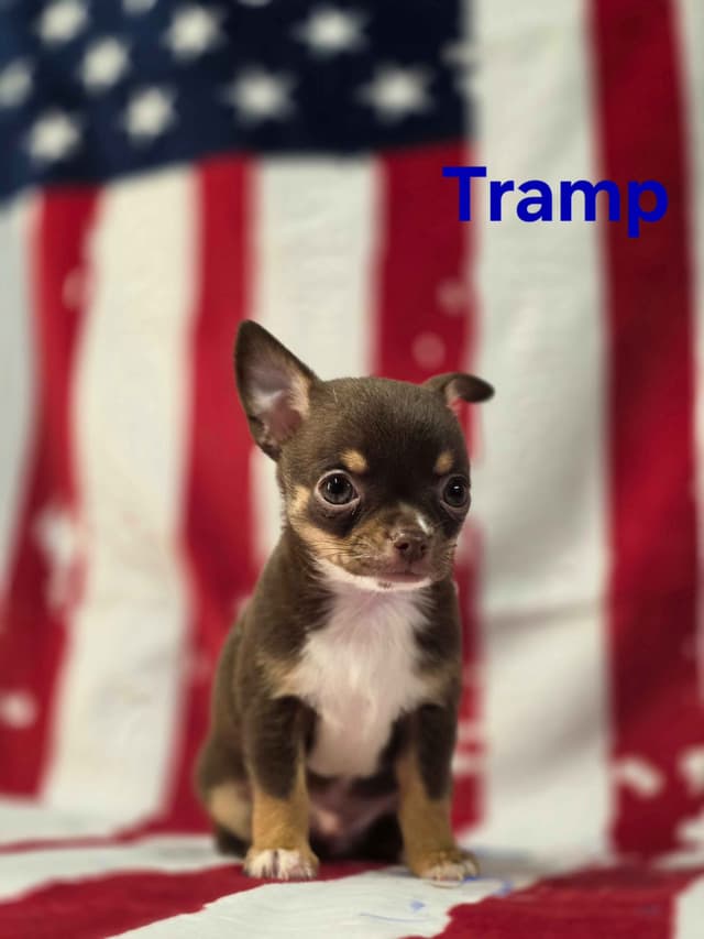 Chihuahua Puppies media 19