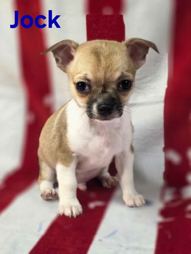 Chihuahua Puppies media 28