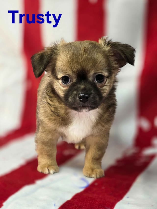Chihuahua Puppies media 26