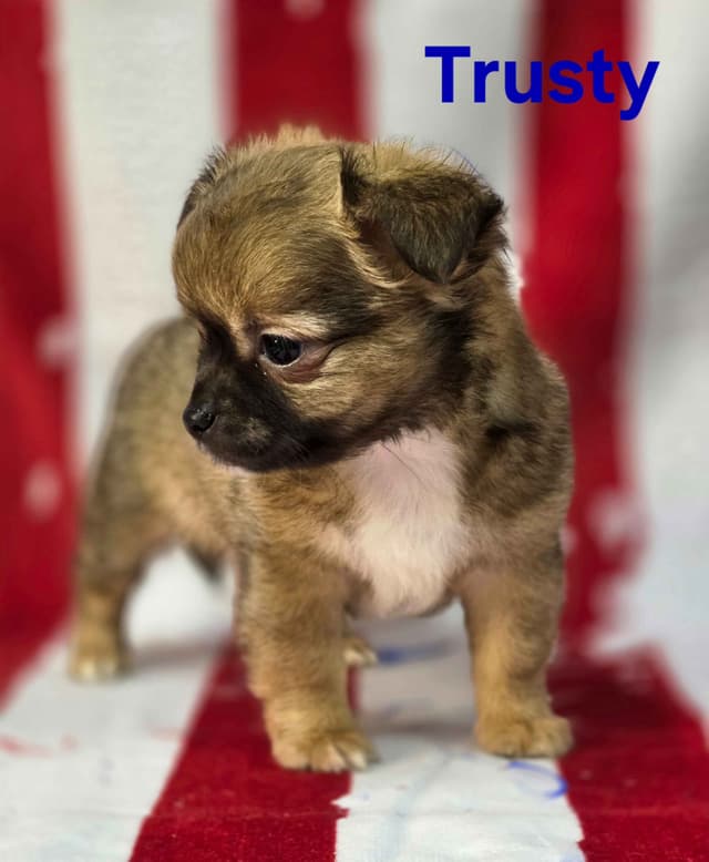 Chihuahua Puppies media 25