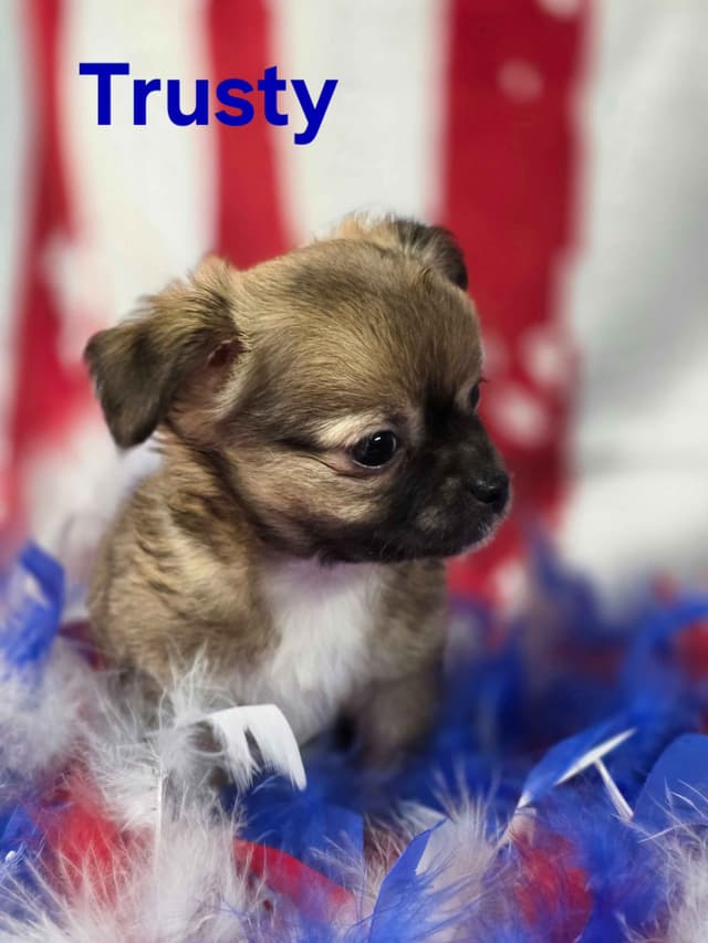 Chihuahua Puppies media 27