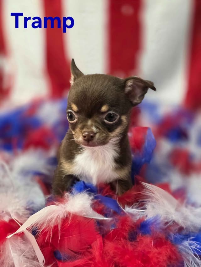 Chihuahua Puppies media 29