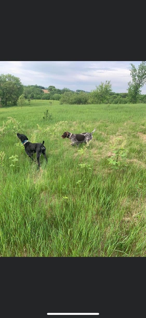 German Wirehaired Pointer Puppies breeder image 2