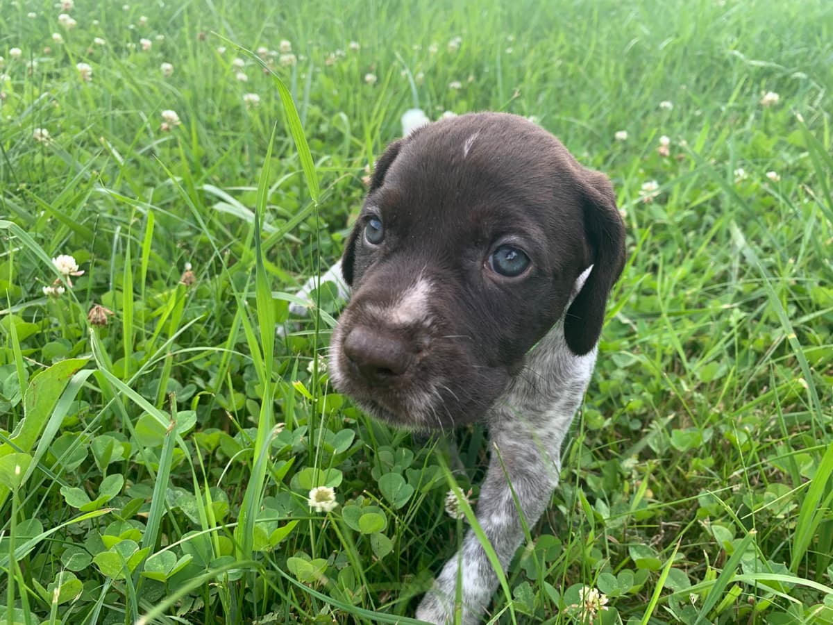 German Wirehaired Pointer Puppies breeder image 4