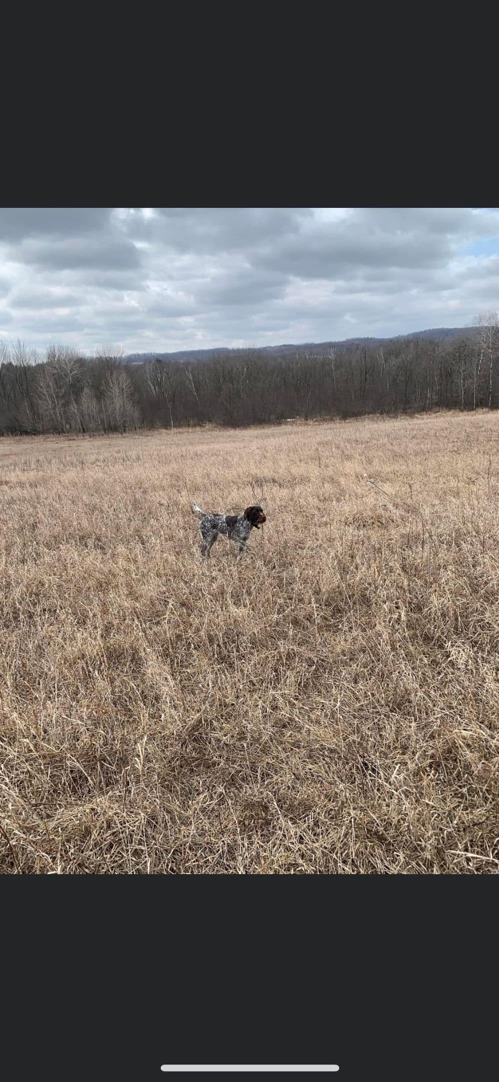 German Wirehaired Pointer Puppies breeder image 6
