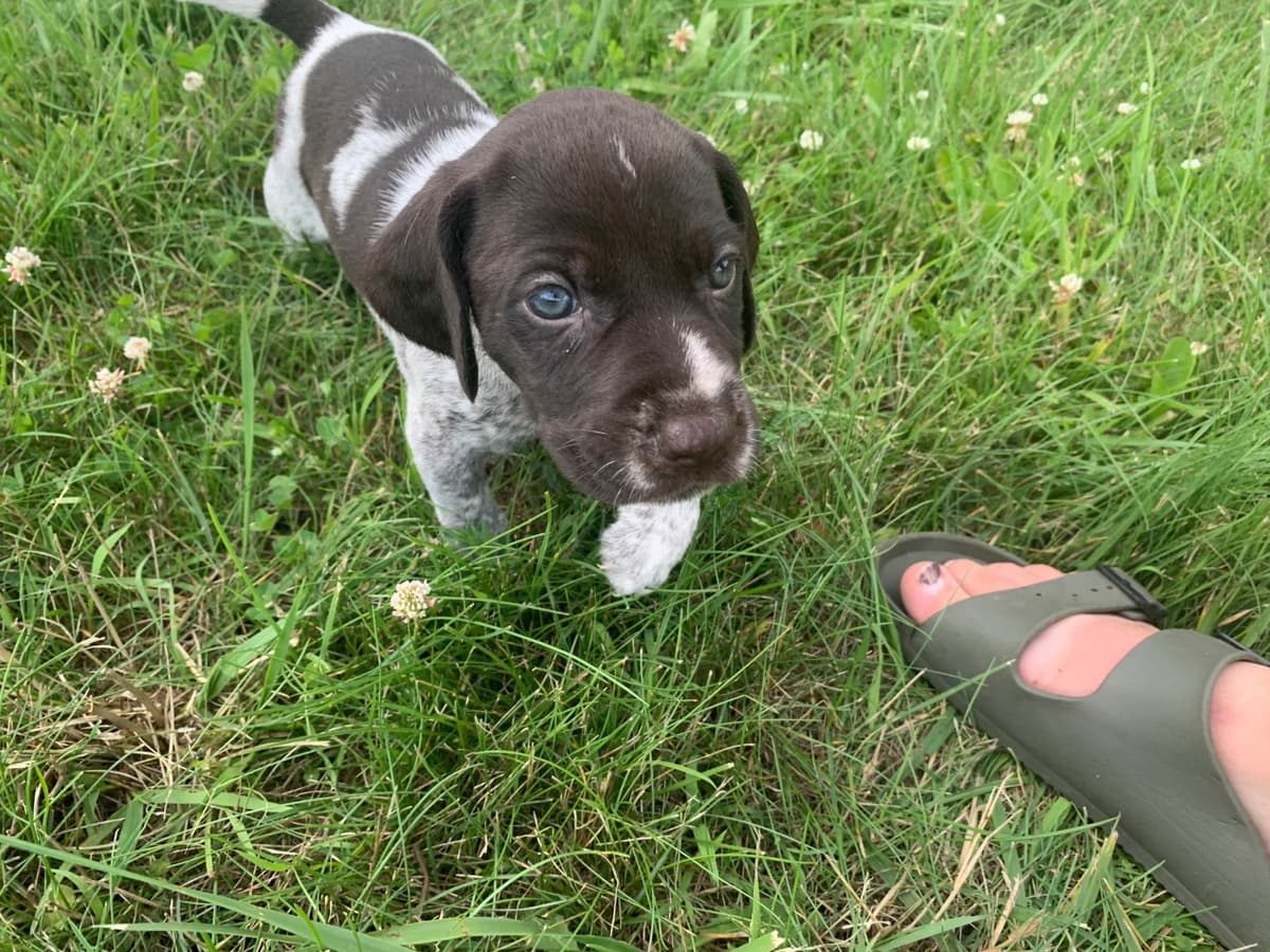 German Wirehaired Pointer Puppies breeder image 7