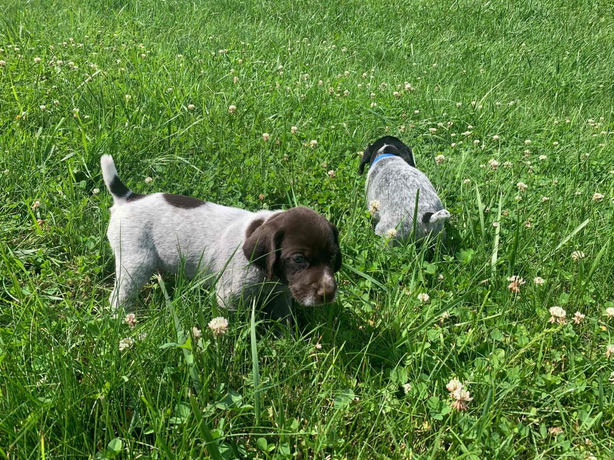 German Wirehaired Pointer Puppies breeder image 8
