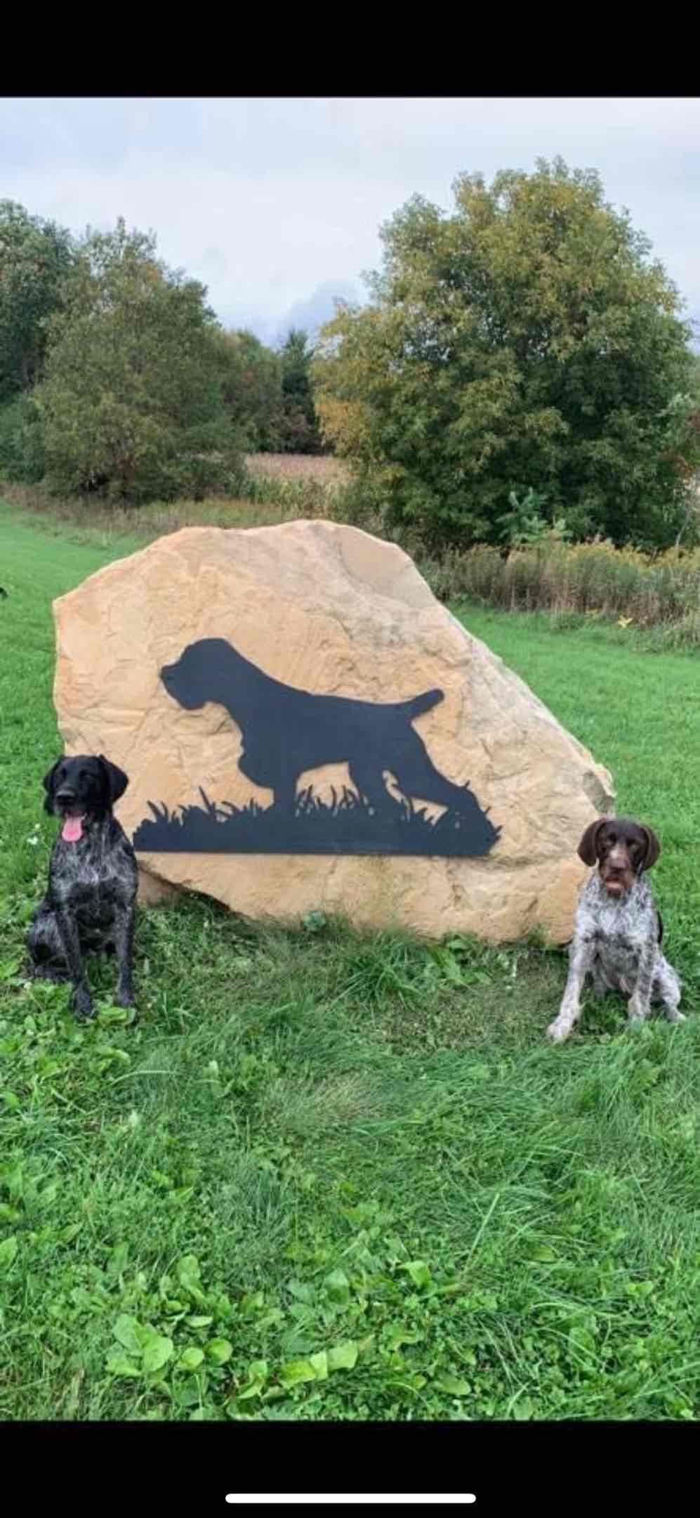 German Wirehaired Pointer Puppies breeder image 9