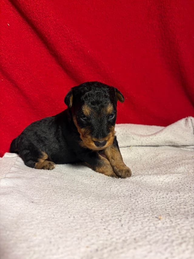Welsh Terrier Puppies media 2