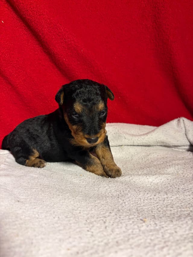 Welsh Terrier Puppies media 5