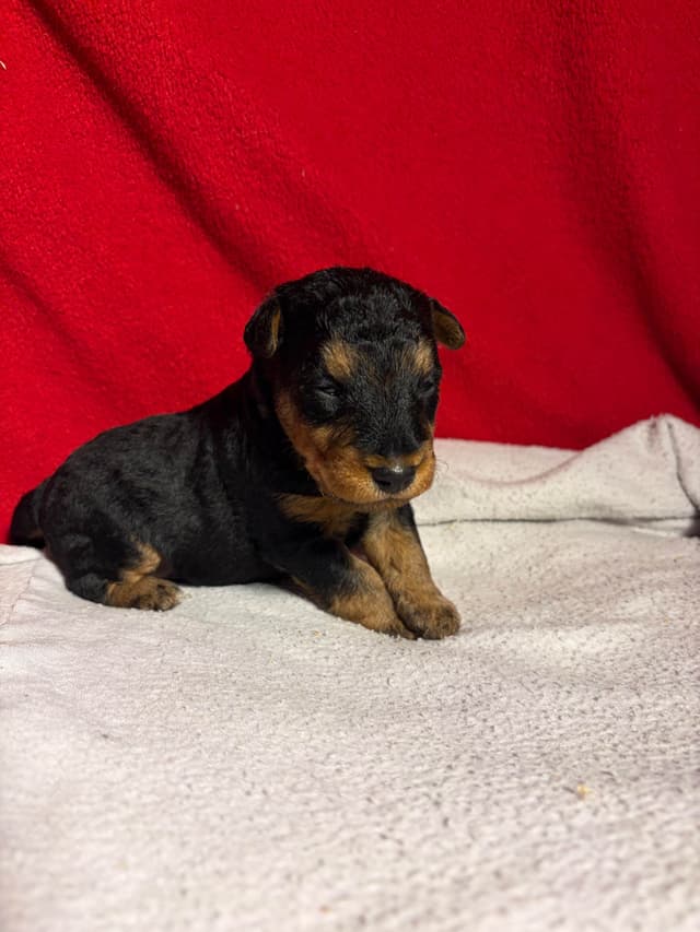 Welsh Terrier Puppies media 6