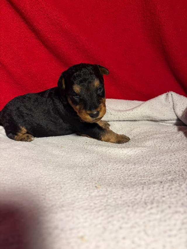 Welsh Terrier Puppies media 7