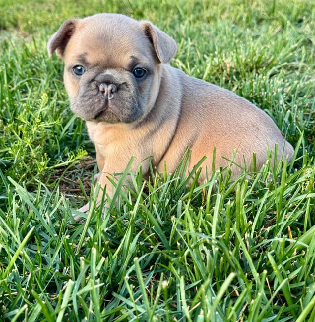 French Bulldog Puppies media 2