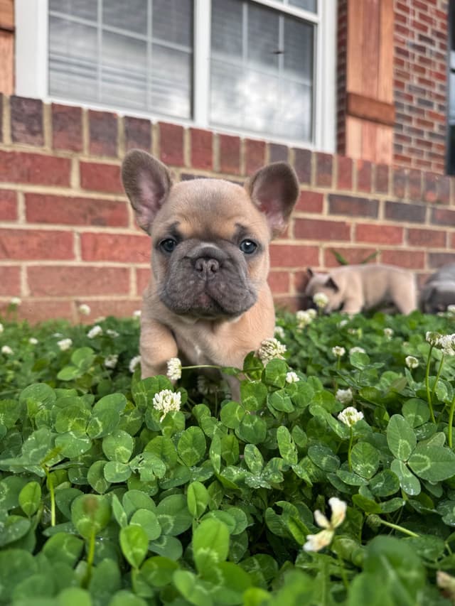 French Bulldog Puppies media 3