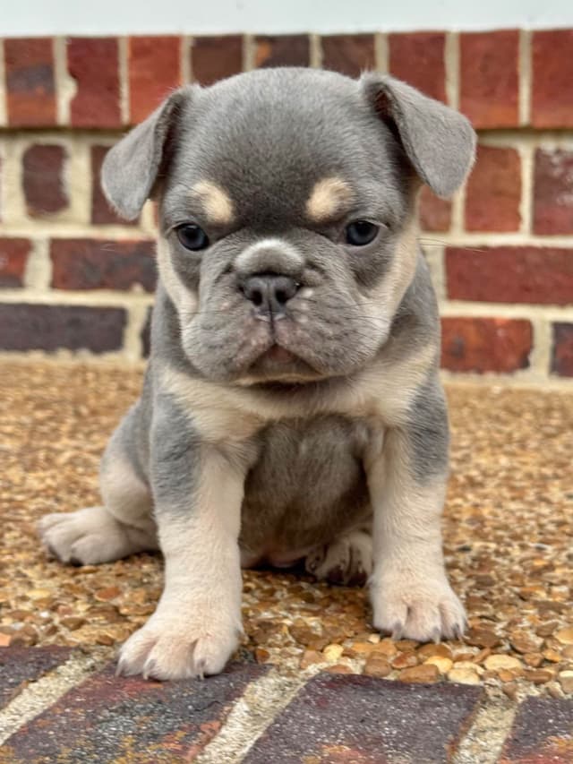 French Bulldog Puppies media 4