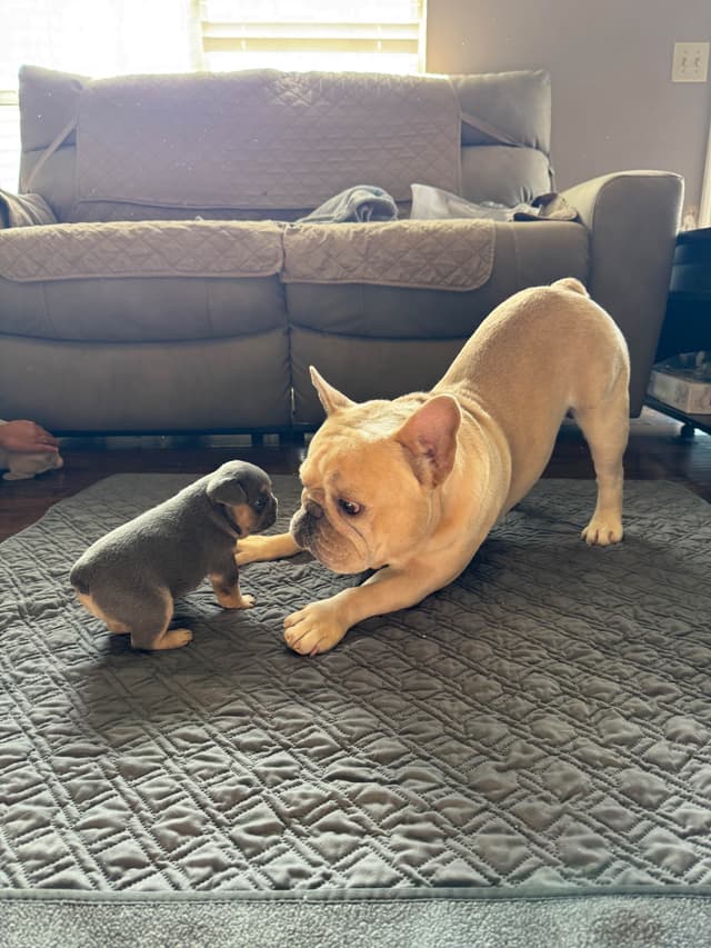 French Bulldog Puppies media 5
