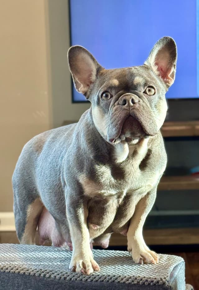 French Bulldog Puppies media 7