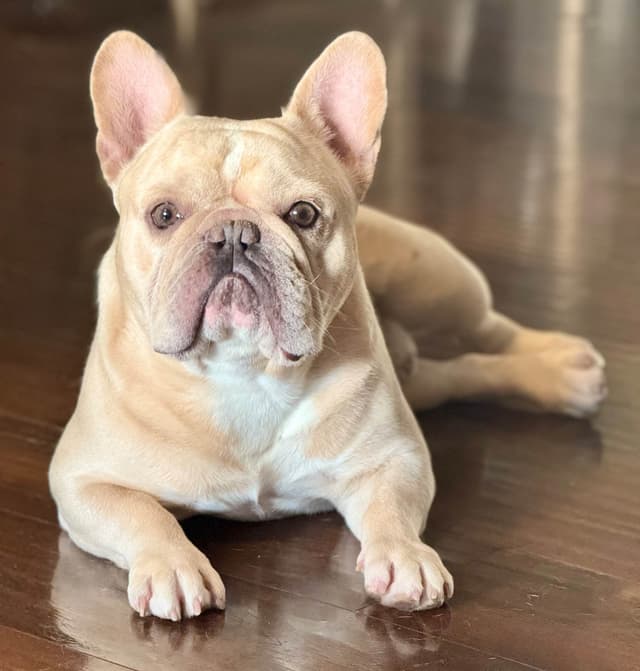 French Bulldog Puppies media 8
