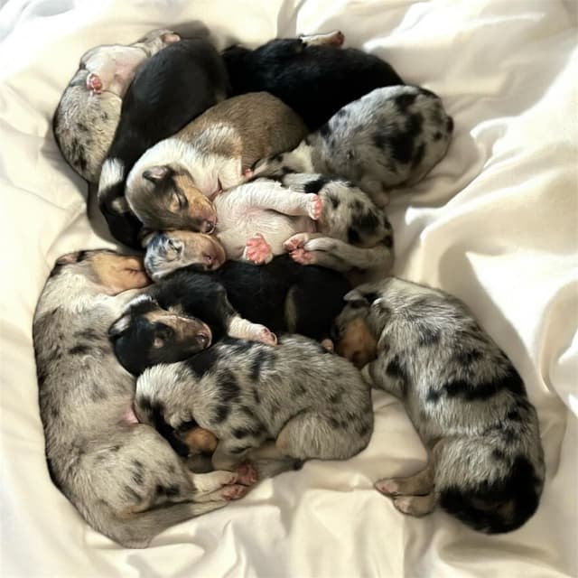 Collie Puppies media 11