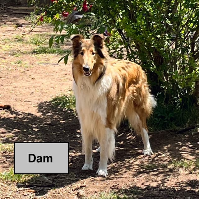 Collie Puppies media 10