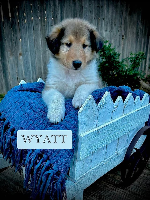 Collie Puppies media 2