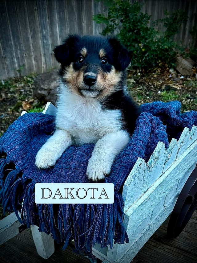 Collie Puppies media 3