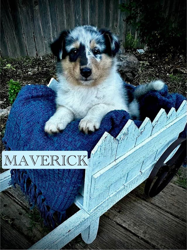 Collie Puppies media 4
