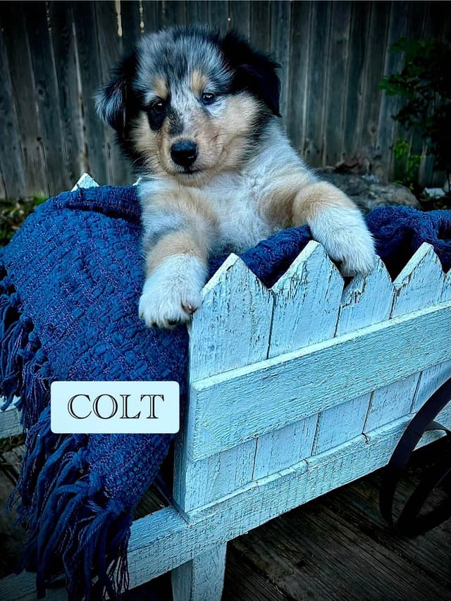 Collie Puppies media 7