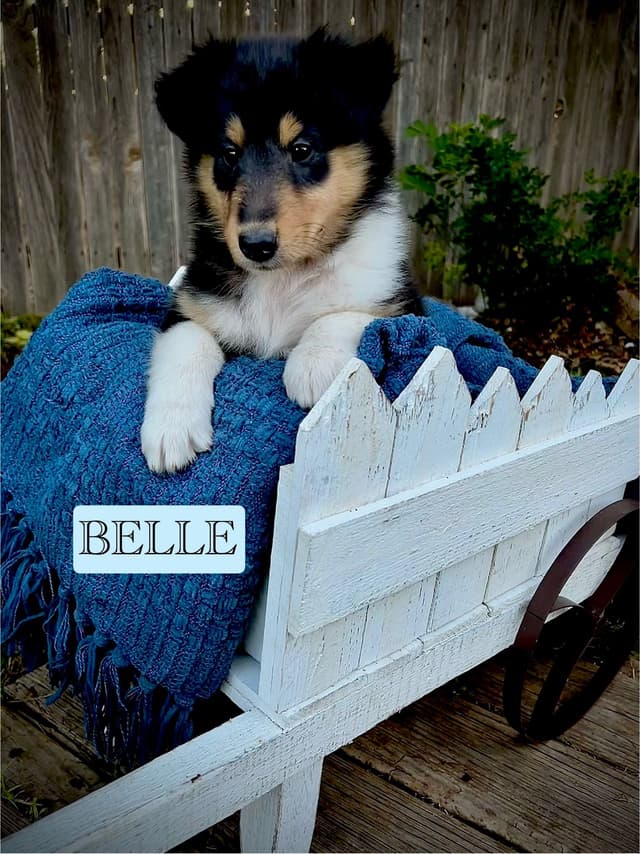 Collie Puppies media 8