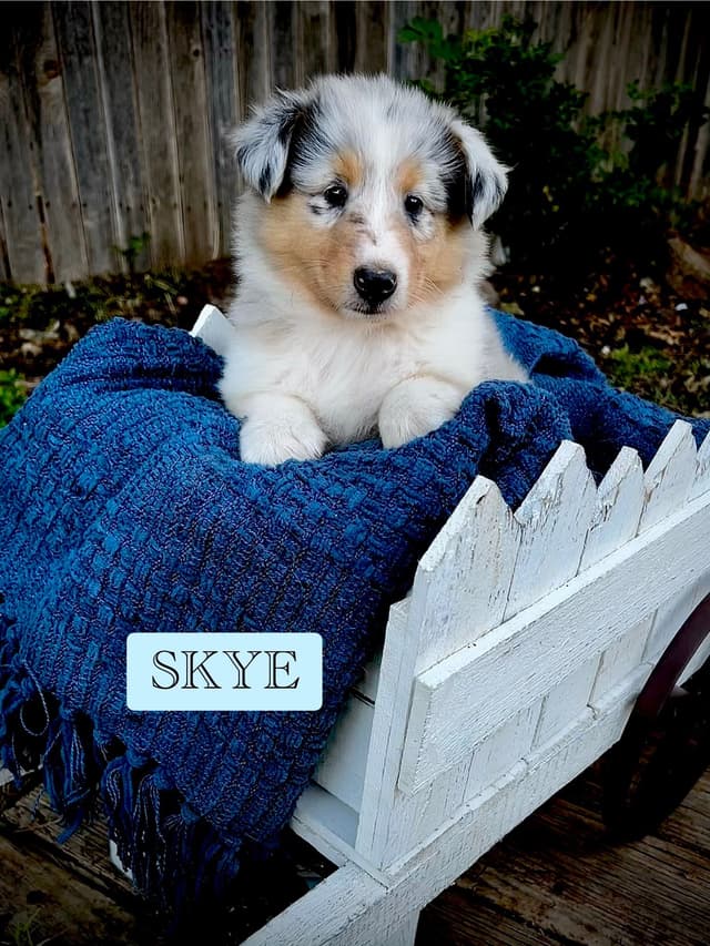 Collie Puppies media 5