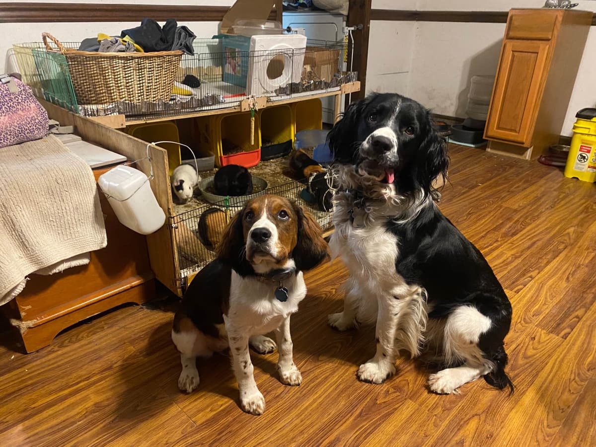 English Springer Spaniel Puppies HEAVY ROAN breeder image 1