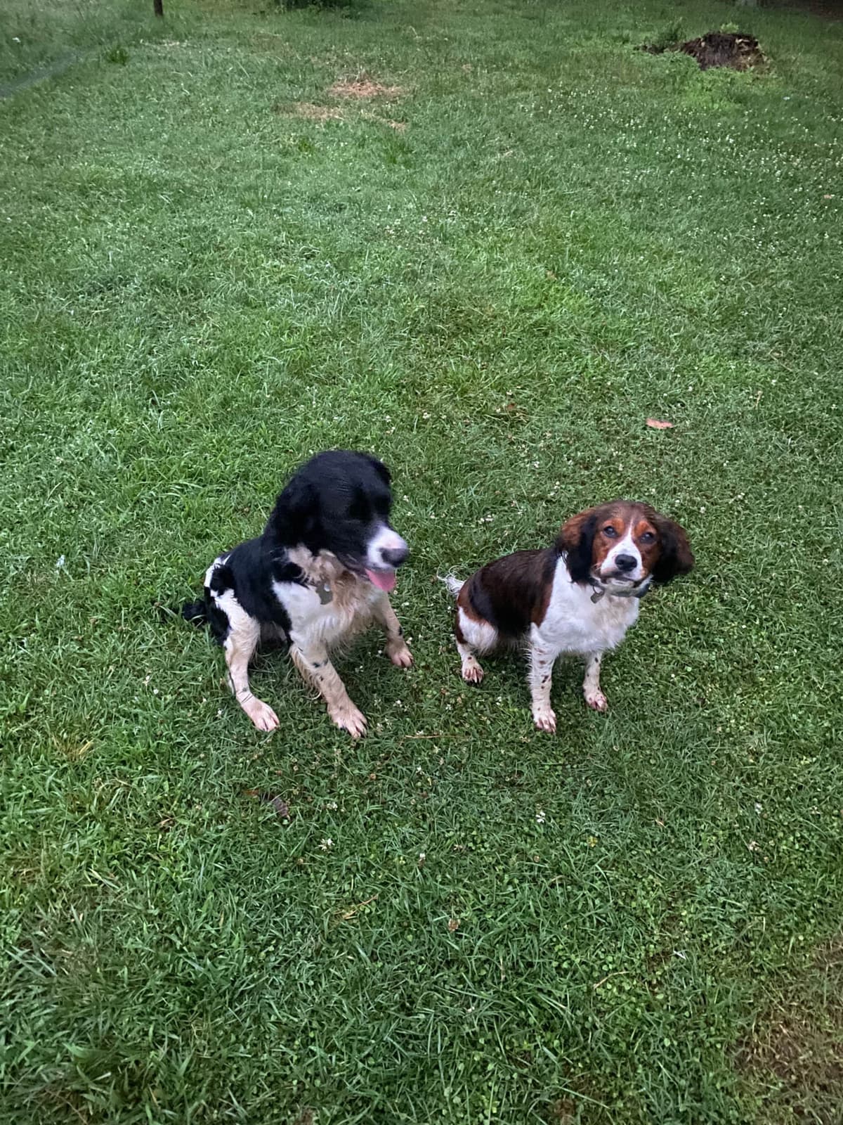 English Springer Spaniel Puppies HEAVY ROAN breeder image 3