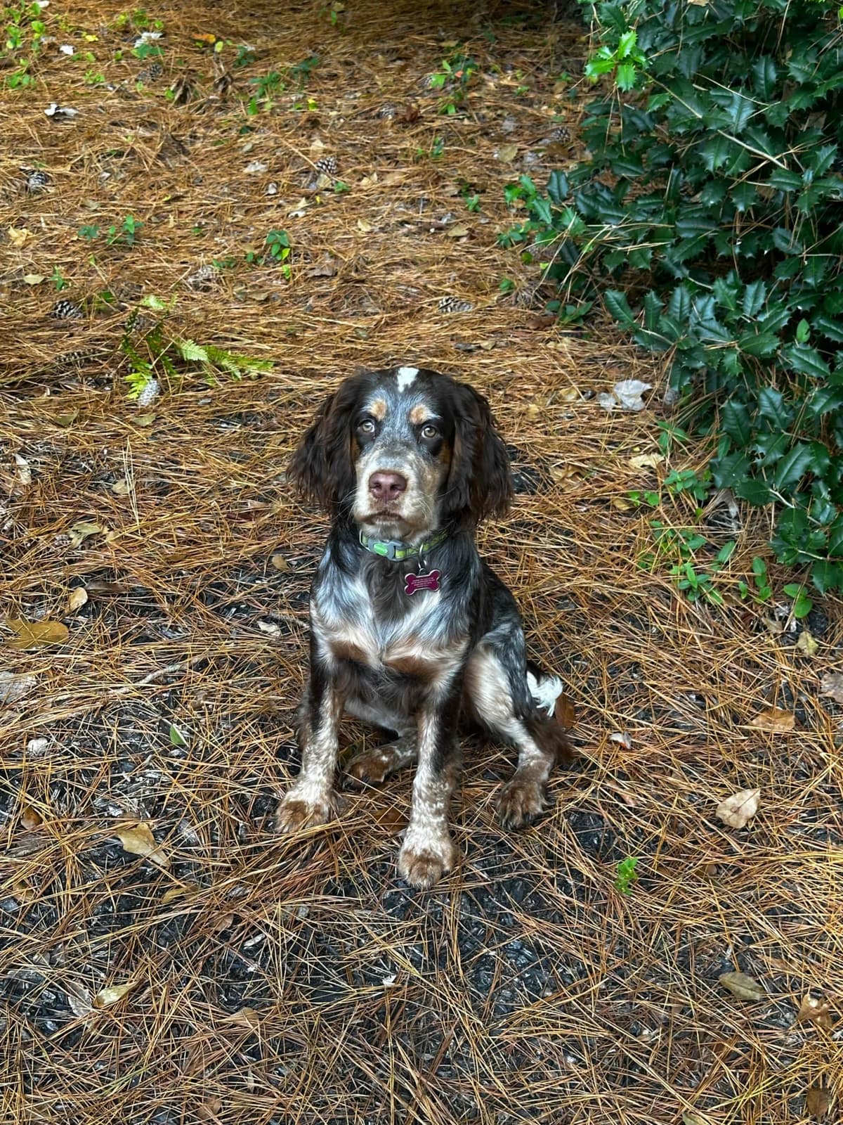 English Springer Spaniel Puppies HEAVY ROAN breeder image 4