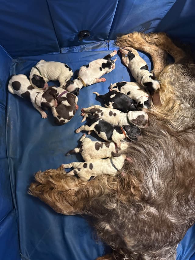 English Springer Spaniel Puppies HEAVY ROAN media 2