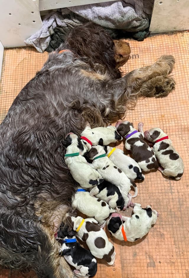 English Springer Spaniel Puppies HEAVY ROAN media 3
